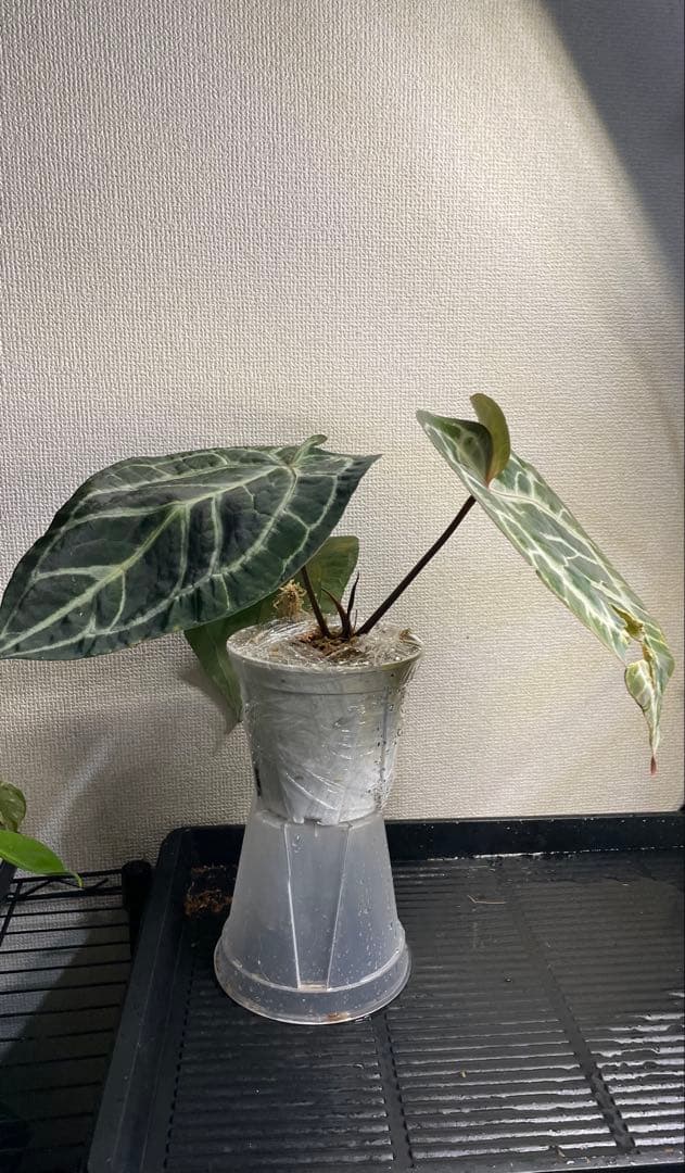 M*R様 アンスリウム　ミシェル x クリスタリナム　ダイヤモンド　親株級