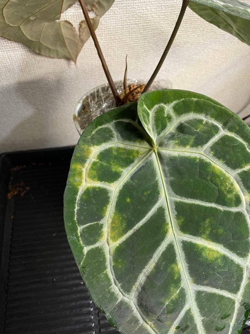 M*R様 アンスリウム　ミシェル x クリスタリナム　ダイヤモンド　親株級