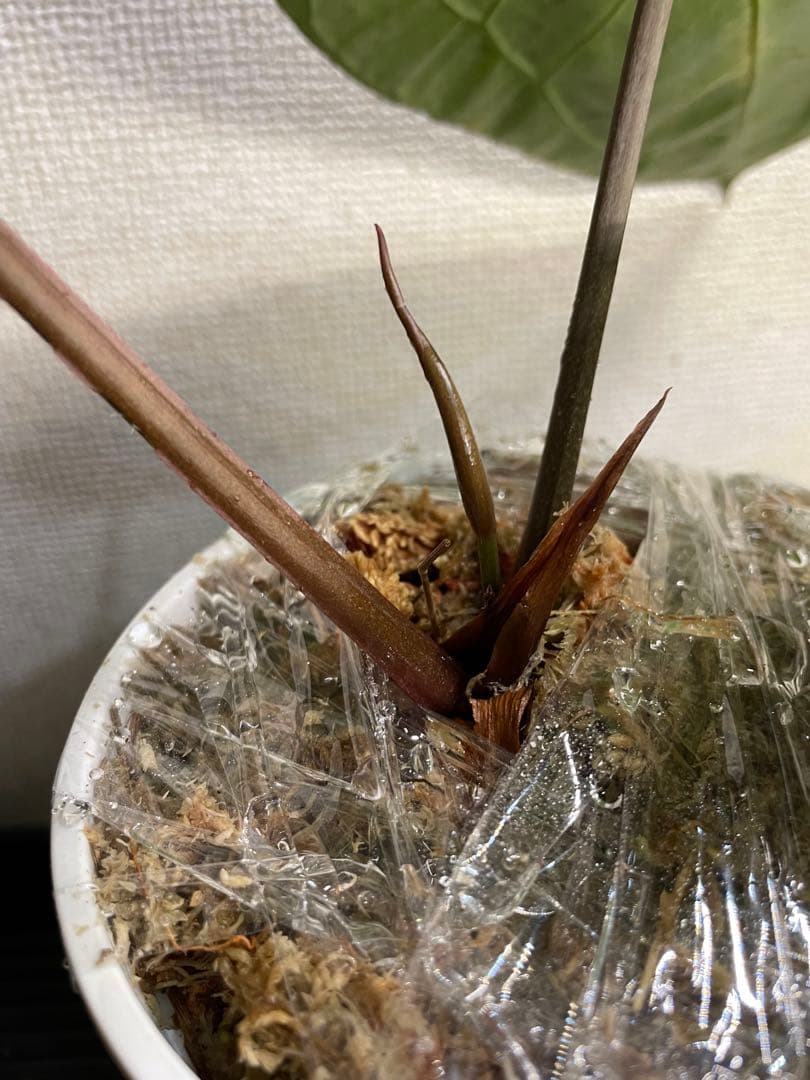 M*R様 アンスリウム　ミシェル x クリスタリナム　ダイヤモンド　親株級