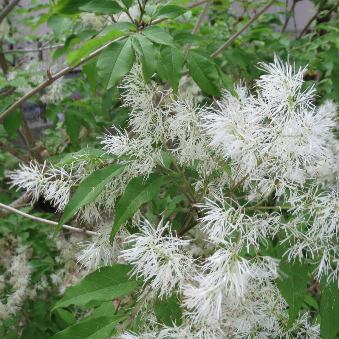 ②２０２５年採取　アオダモ　種子　約９g・約５４０粒　盆栽・鉢植え・庭木・株立ち