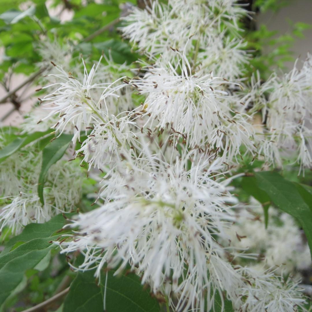 ②２０２５年採取　アオダモ　種子　約９g・約５４０粒　盆栽・鉢植え・庭木・株立ち