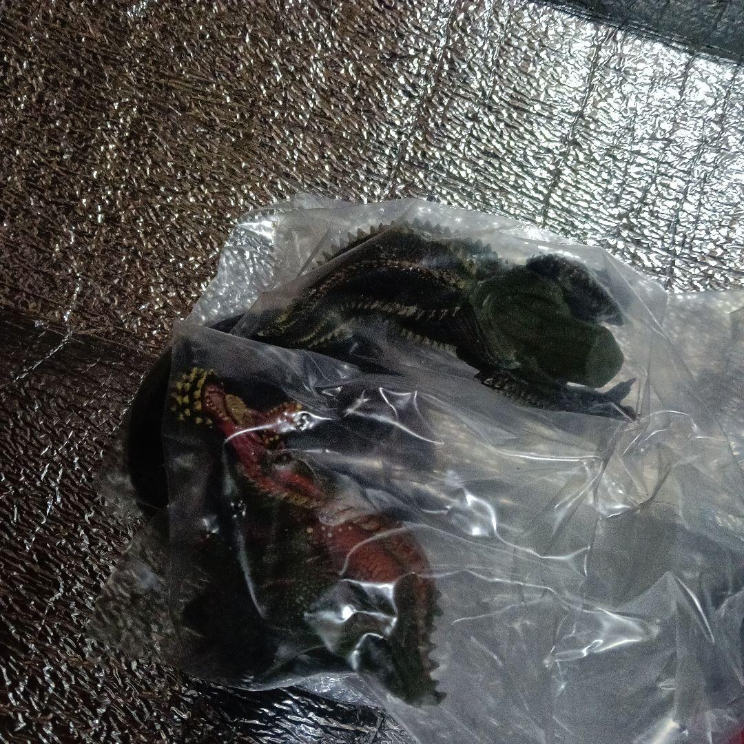 okameinko　3体セット