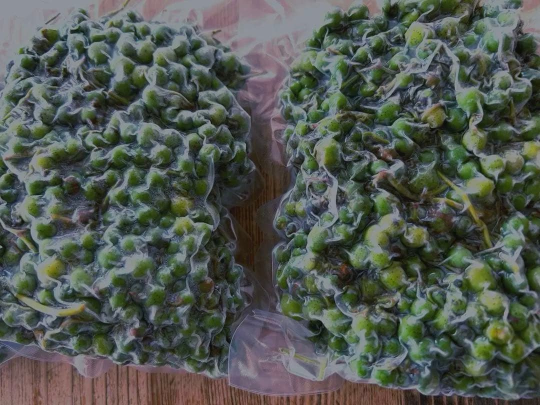 天然馬ブドウ　青い実　1キロ　真空パック冷凍　秋田県産ブスノミ　馬葡萄