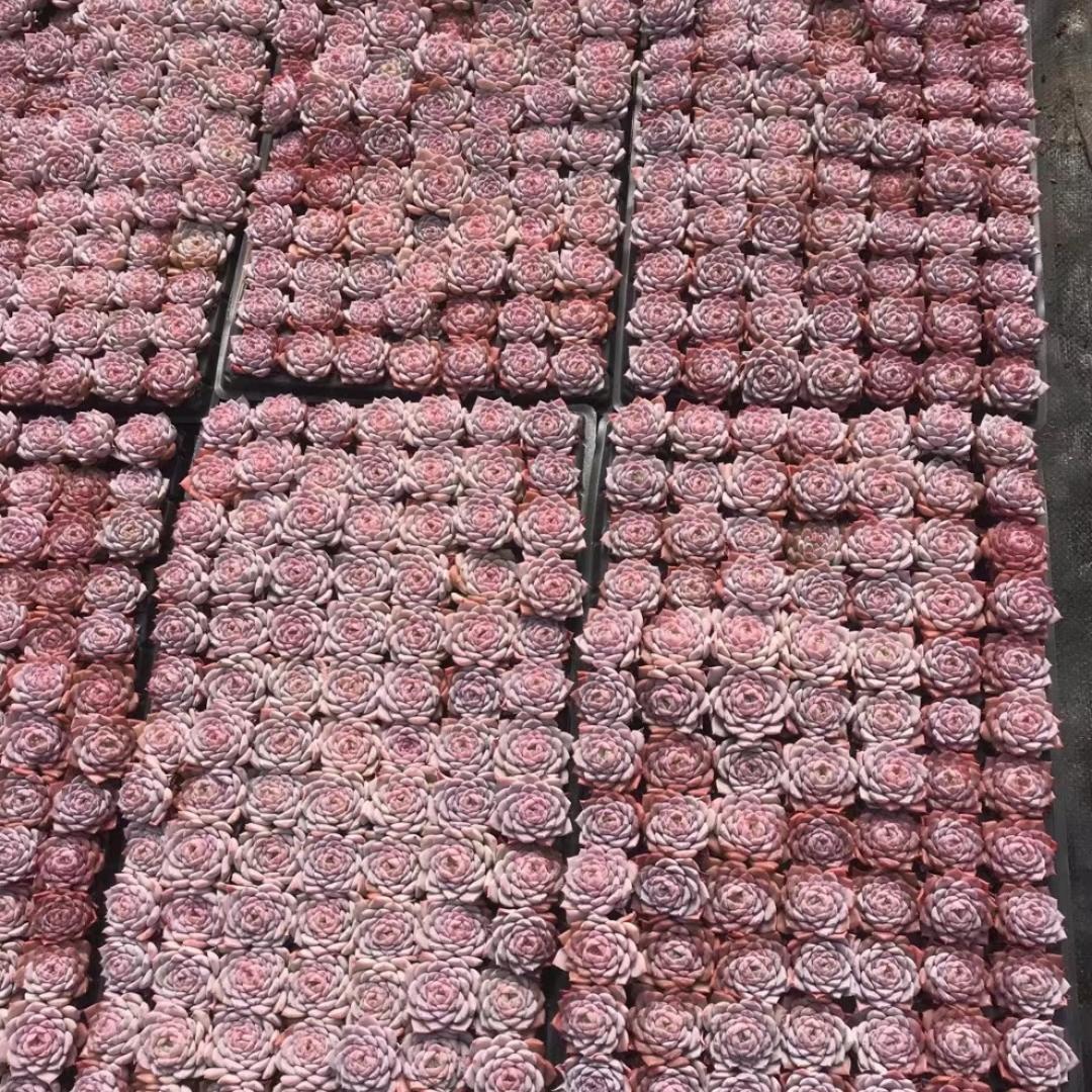 Top【選抜株】多肉植物23378アメイジンググレイス 105個 プラグトレー苗