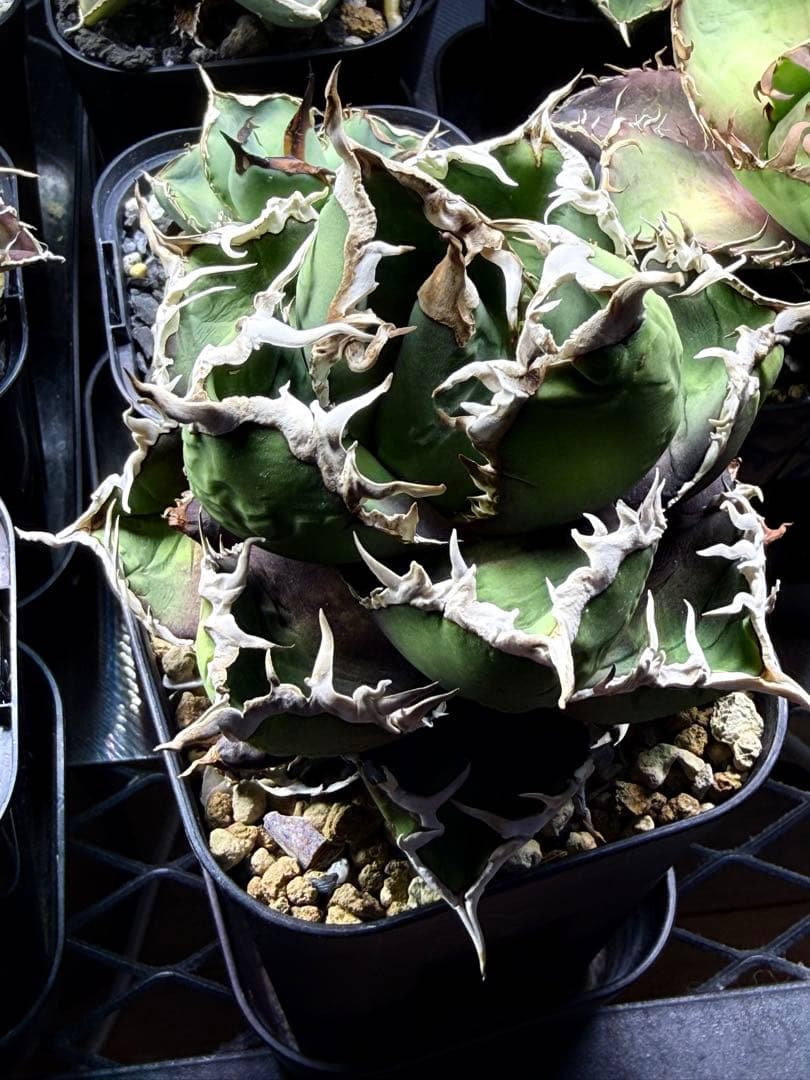 アガベ　チタノタ　CJスペシャル子株　包心龍タイプ