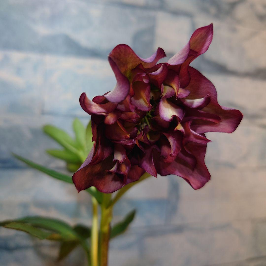 ☀️ クリスマスローズ未開花株☀️ 4号ロングポット植え ☀