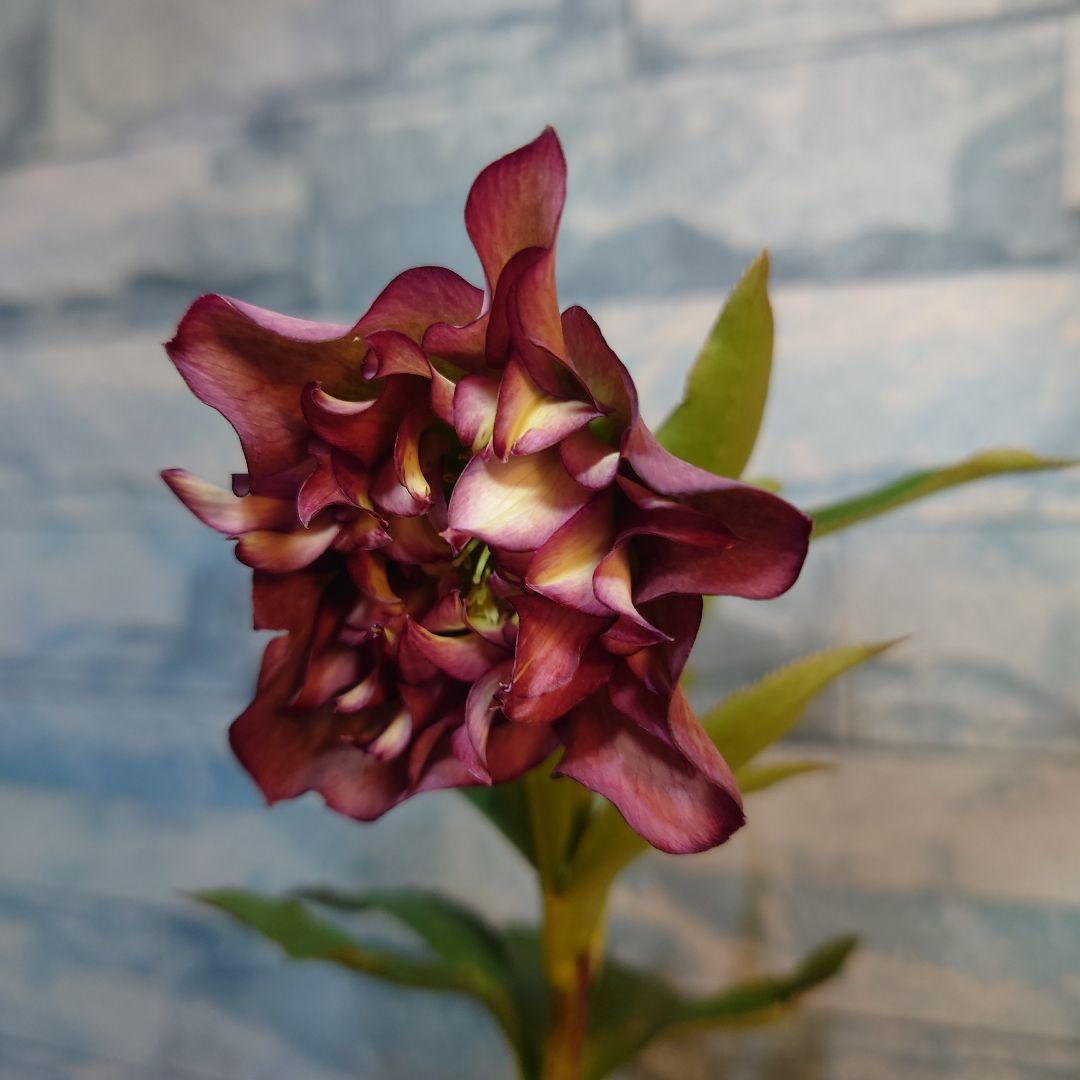 ☀️ クリスマスローズ未開花株☀️ 4号ロングポット植え ☀