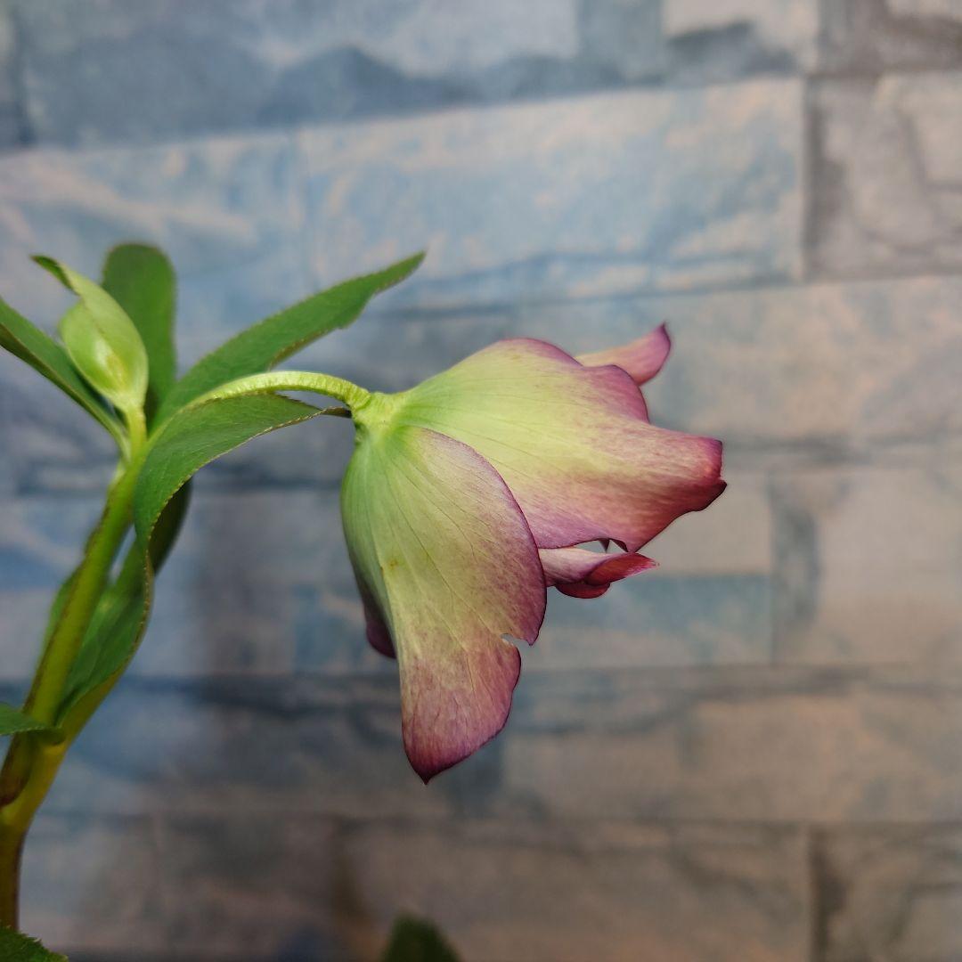 ☀️ クリスマスローズ未開花株☀️ 4号ロングポット植え ☀