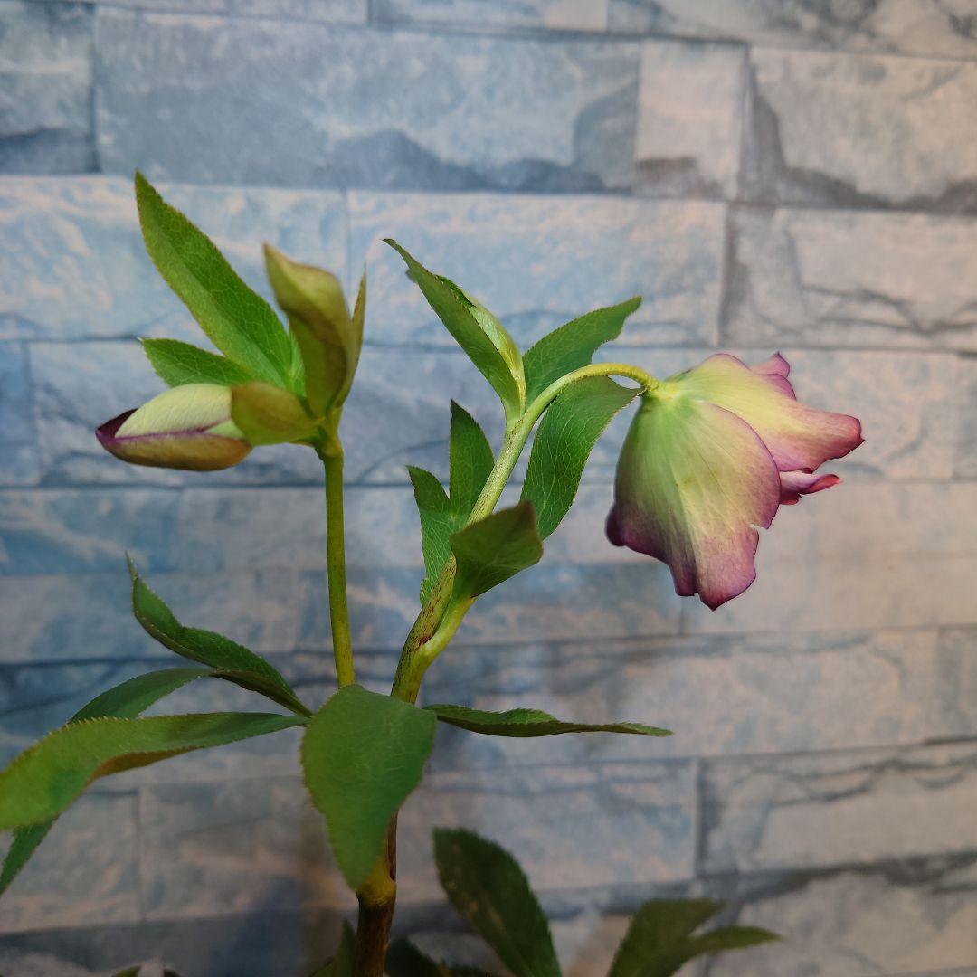 ☀️ クリスマスローズ未開花株☀️ 4号ロングポット植え ☀