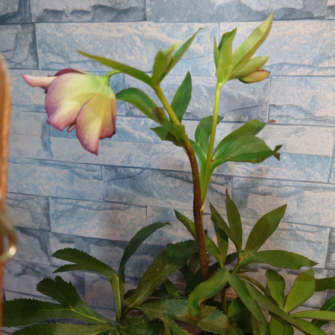 ☀️ クリスマスローズ未開花株☀️ 4号ロングポット植え ☀