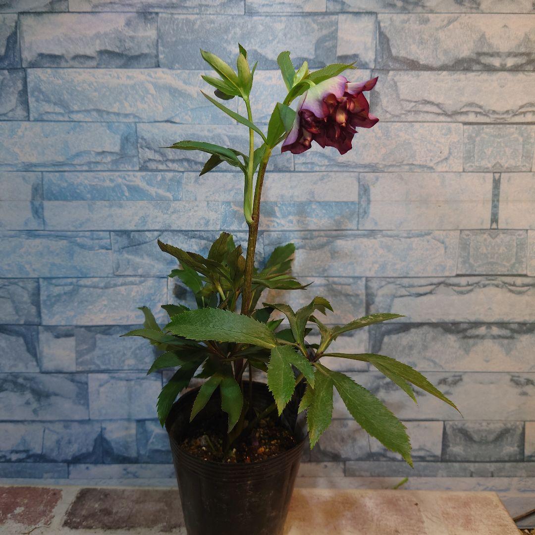 ☀️ クリスマスローズ未開花株☀️ 4号ロングポット植え ☀