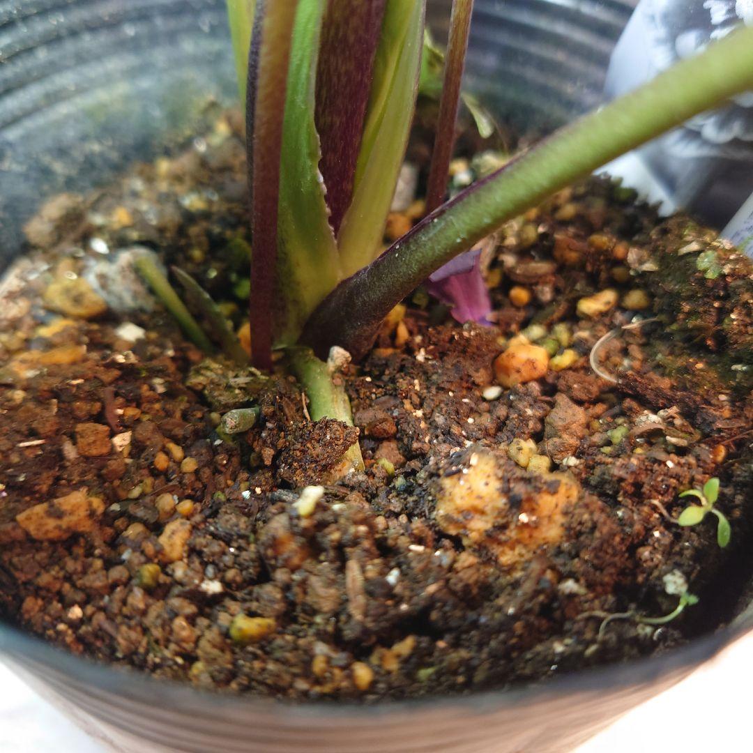 ☀️ クリスマスローズ未開花株☀️ 4号ロングポット植え ☀