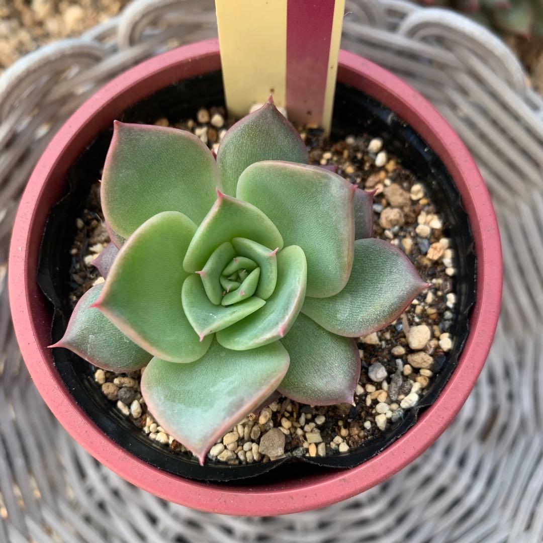 おらいさん苗　ミックスベリア 073 ホットワイン　札付き