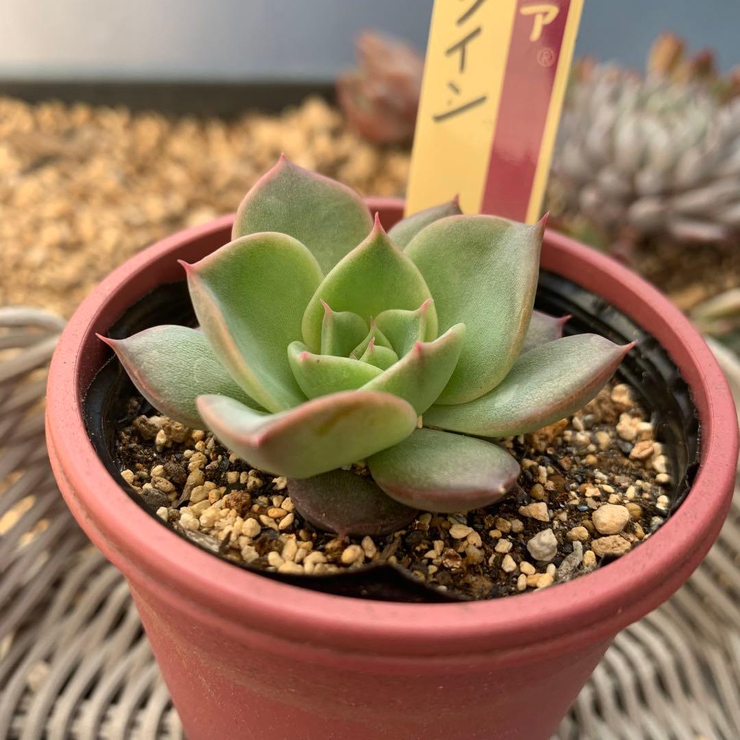 おらいさん苗　ミックスベリア 073 ホットワイン　札付き