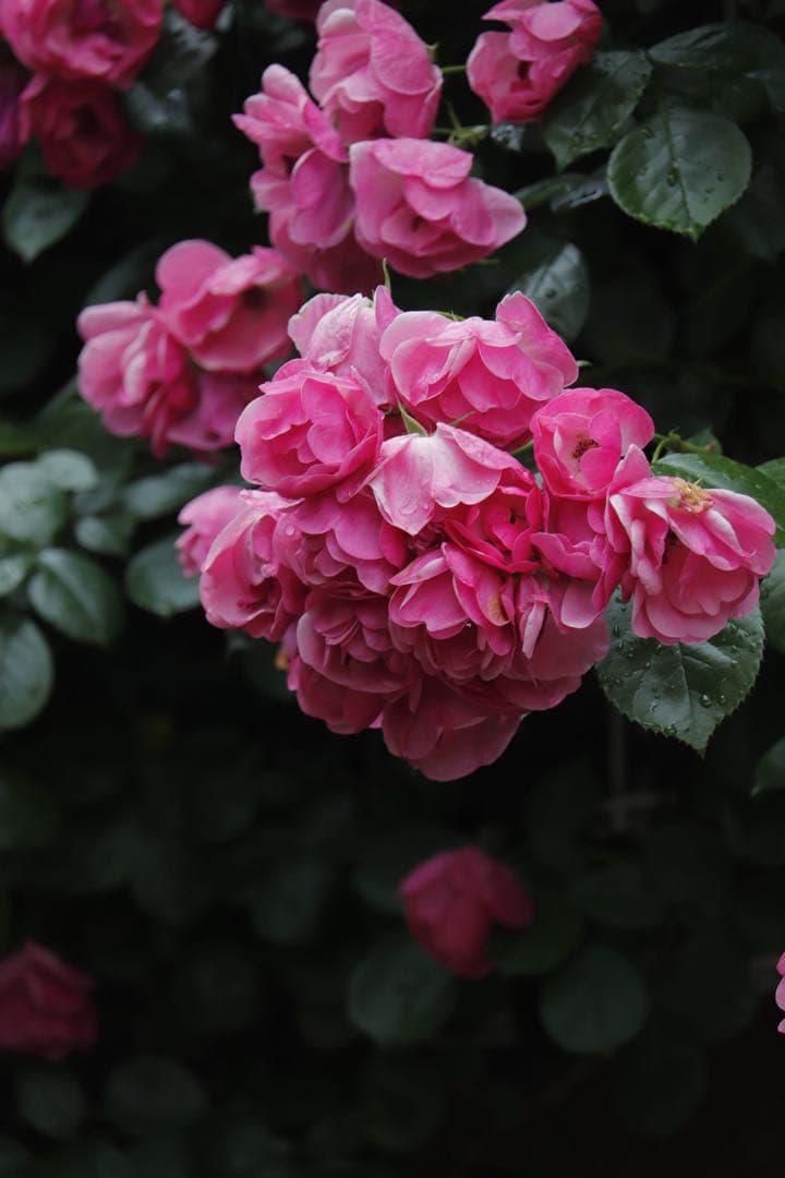 Canon EOS Kiss X9 ブラック レンズ3本セット