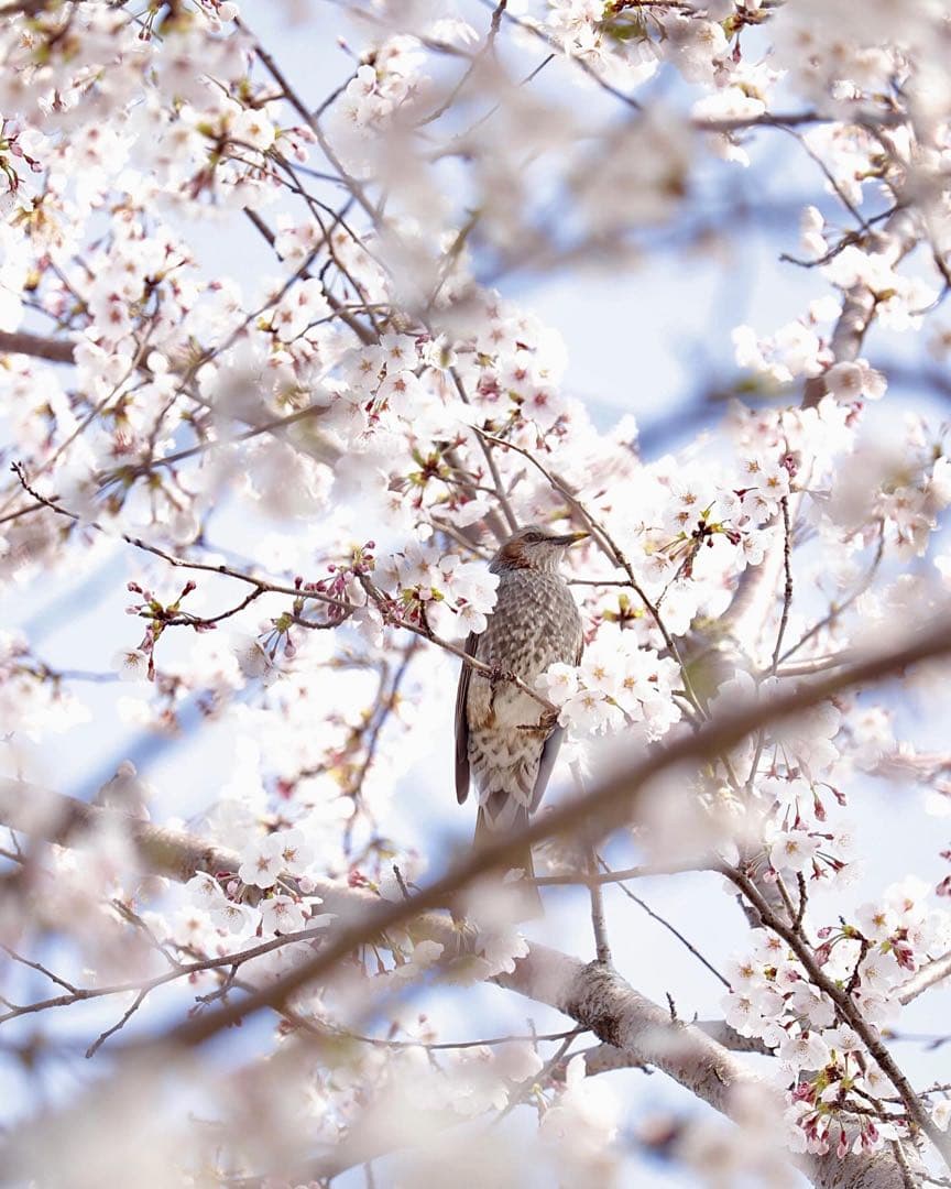 Canon EOS Kiss X9 ブラック レンズ3本セット