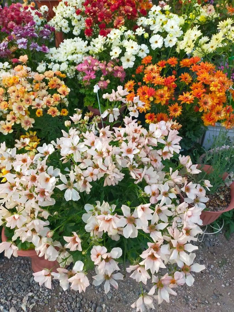 tt　ラナンキュラスラックス苗　ポスポロス、メリッサ、イーシス