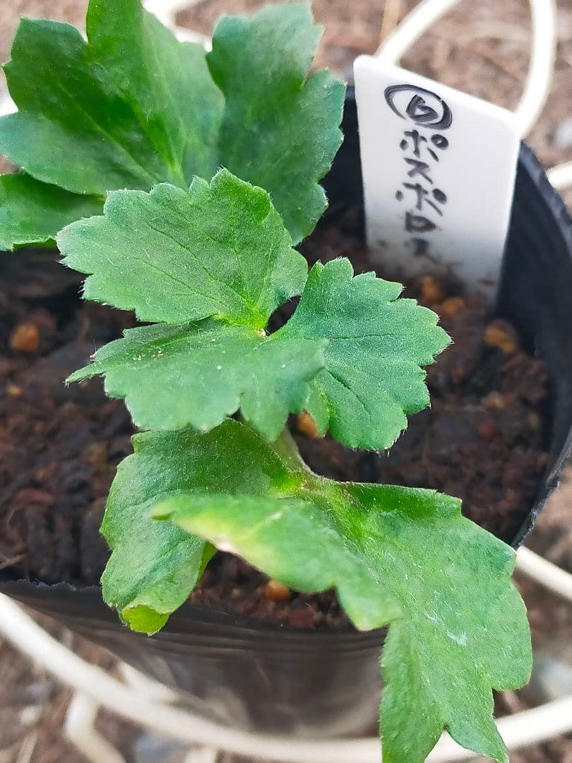 tt　ラナンキュラスラックス苗　ポスポロス、メリッサ、イーシス