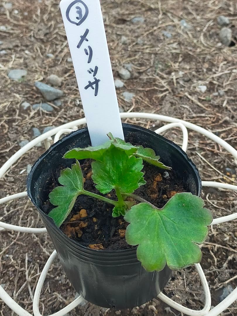 tt　ラナンキュラスラックス苗　ポスポロス、メリッサ、イーシス