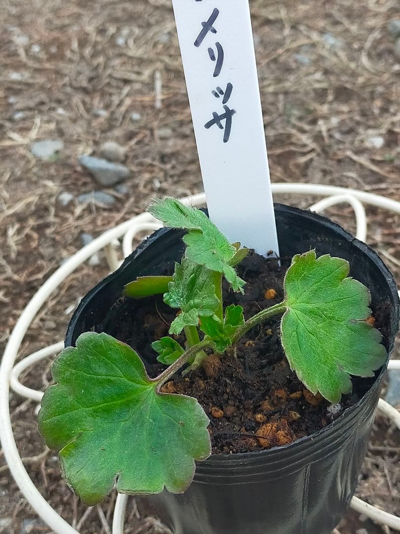 tt　ラナンキュラスラックス苗　ポスポロス、メリッサ、イーシス