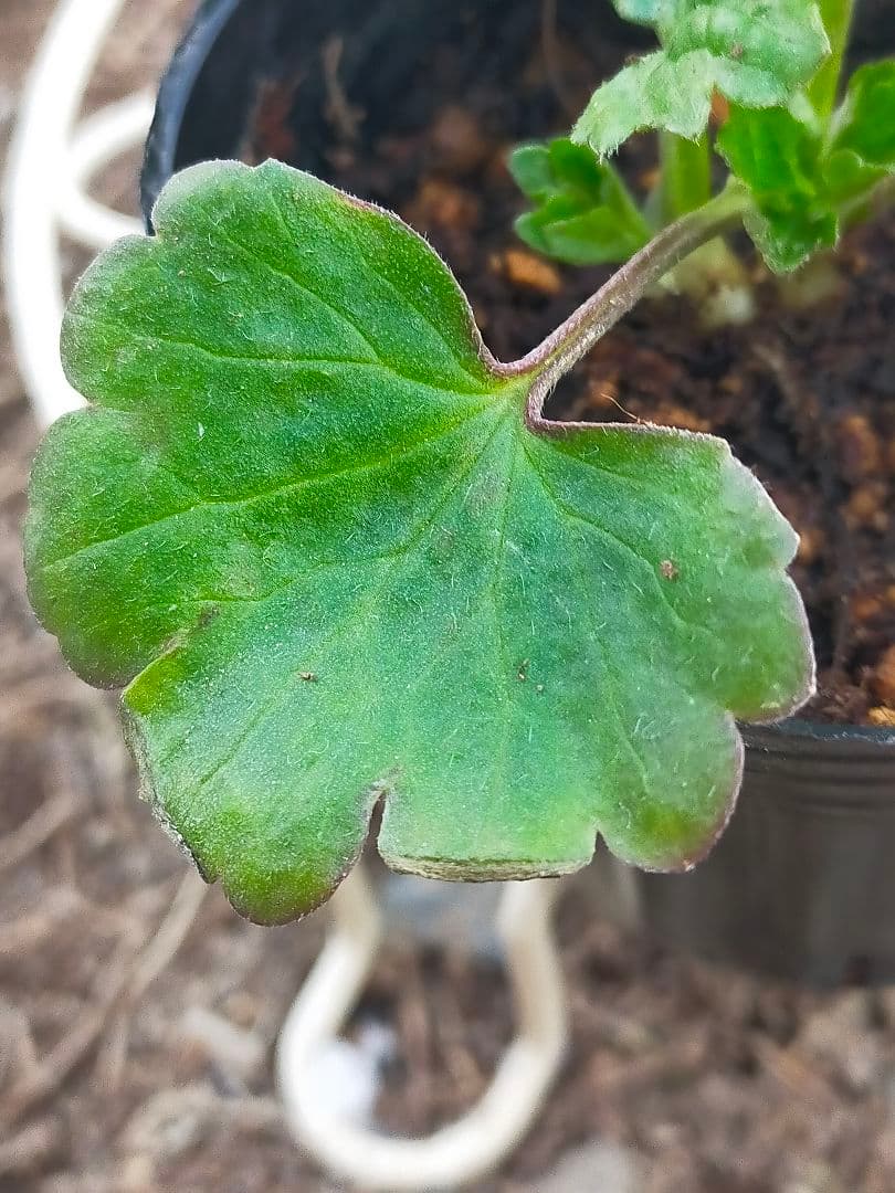 tt　ラナンキュラスラックス苗　ポスポロス、メリッサ、イーシス