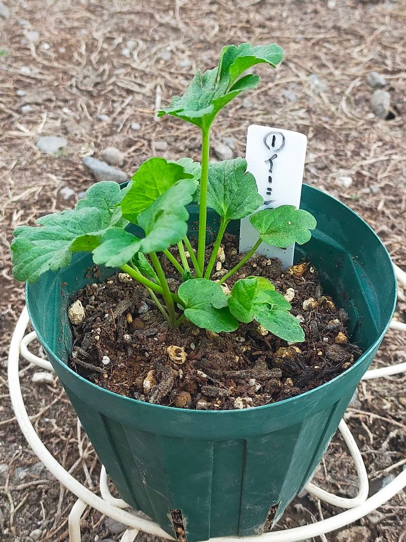 tt　ラナンキュラスラックス苗　ポスポロス、メリッサ、イーシス