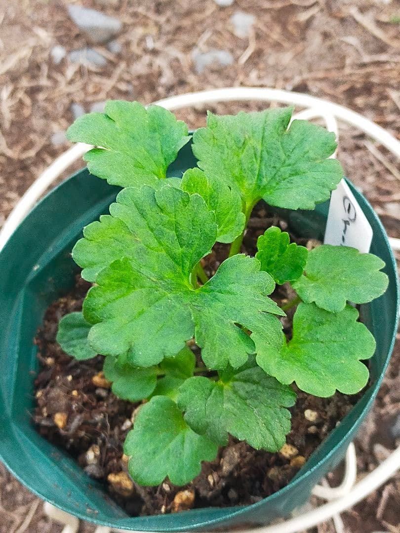 tt　ラナンキュラスラックス苗　ポスポロス、メリッサ、イーシス