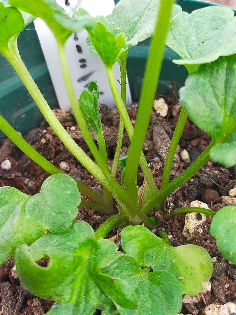 tt　ラナンキュラスラックス苗　ポスポロス、メリッサ、イーシス