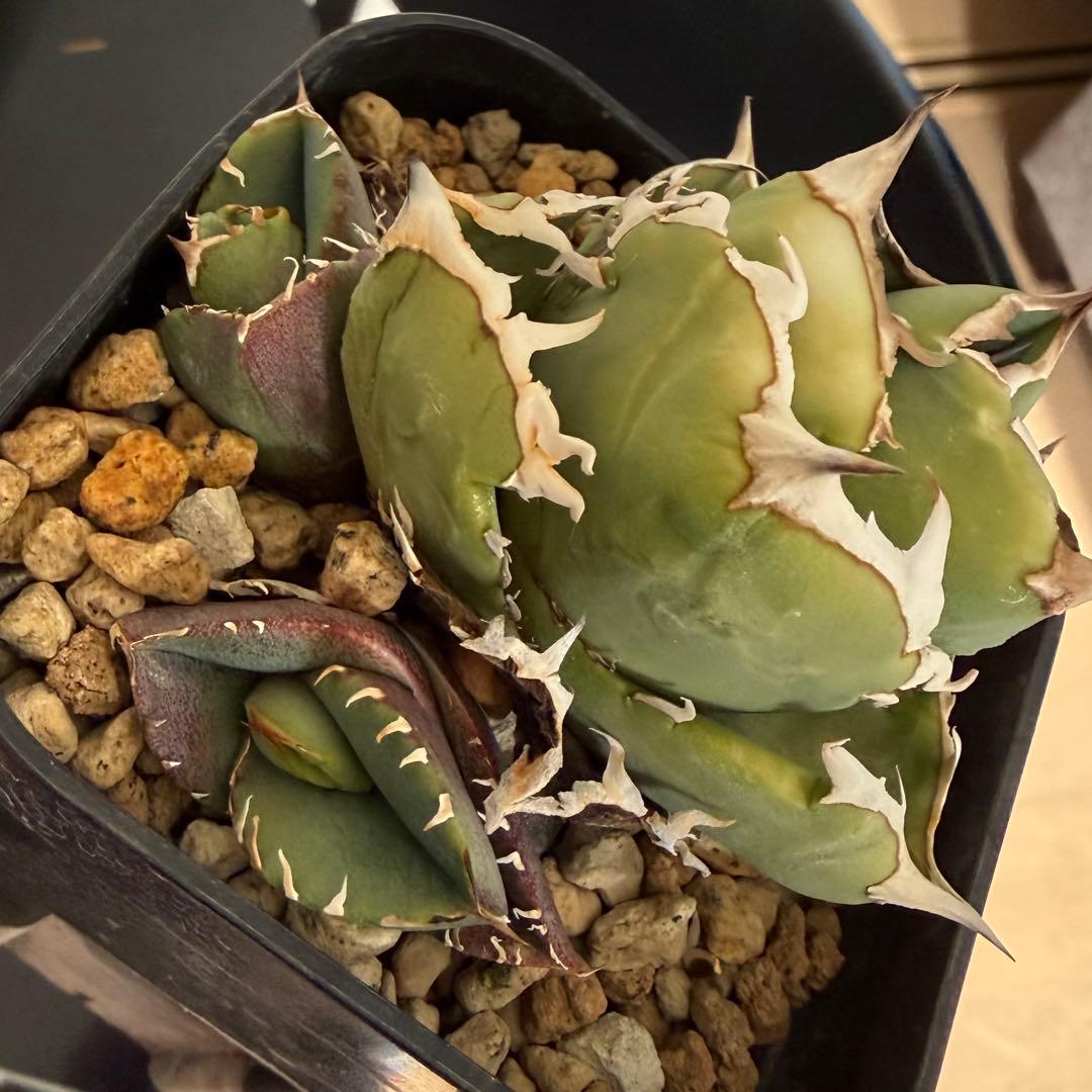 チタノタ　コック　CG-01 COK 子株