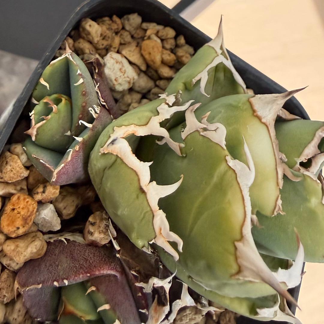 チタノタ　コック　CG-01 COK 子株