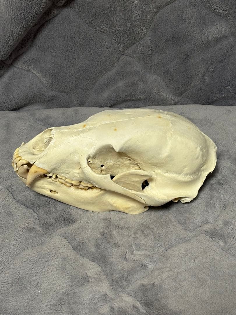 熊　ツキノワグマ　頭蓋骨　標本　魔除け