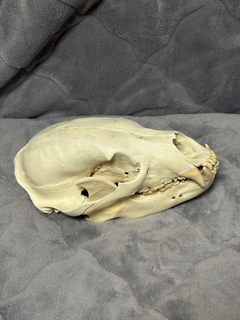 熊　ツキノワグマ　頭蓋骨　標本　魔除け