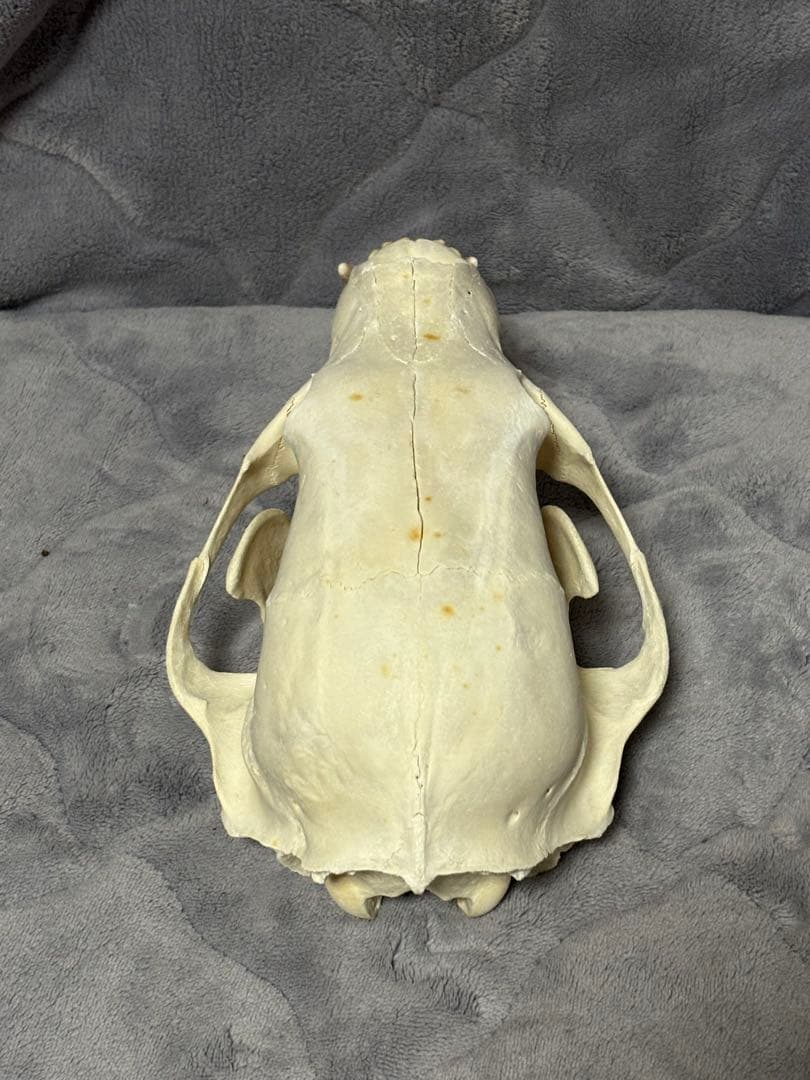 熊　ツキノワグマ　頭蓋骨　標本　魔除け