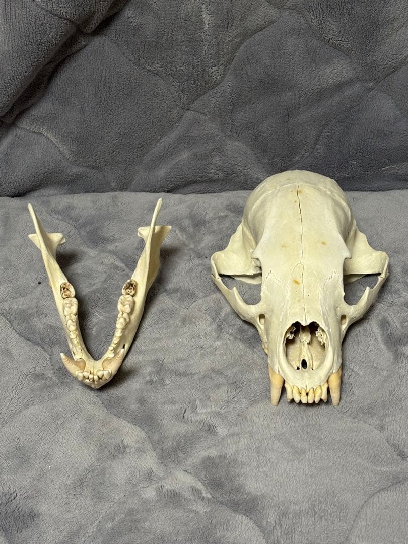 熊　ツキノワグマ　頭蓋骨　標本　魔除け