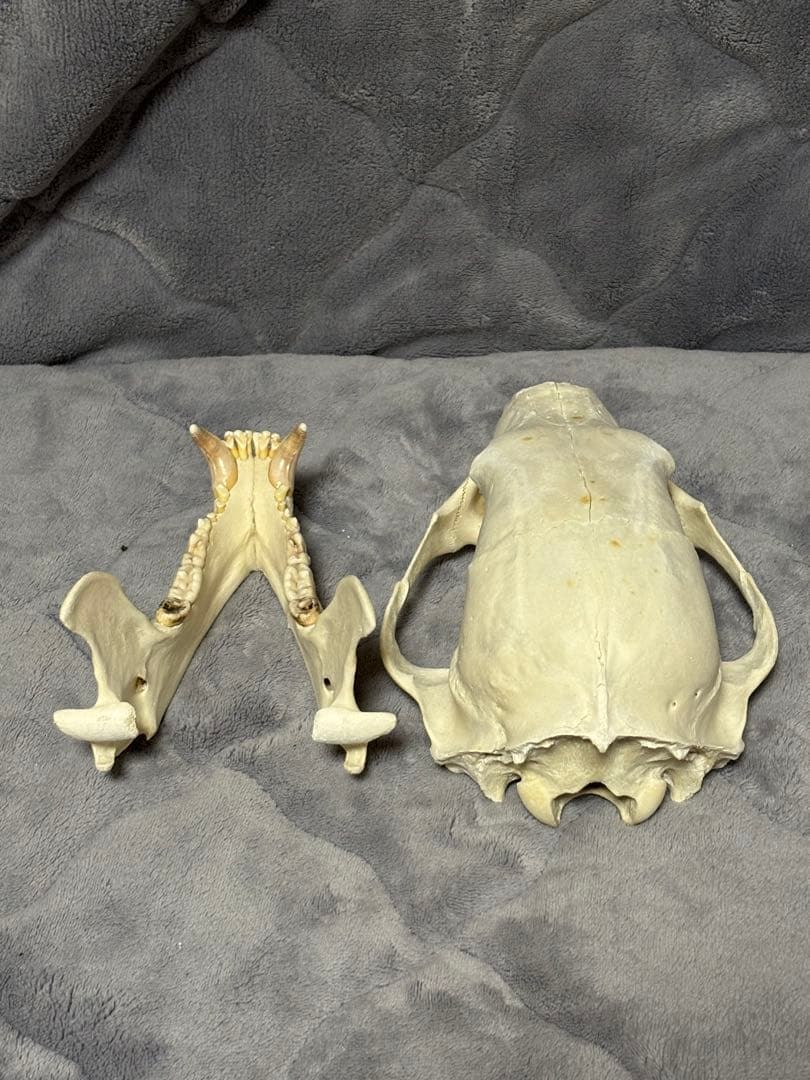 熊　ツキノワグマ　頭蓋骨　標本　魔除け