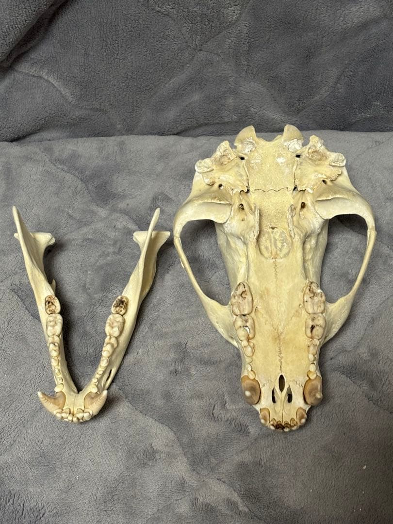 熊　ツキノワグマ　頭蓋骨　標本　魔除け