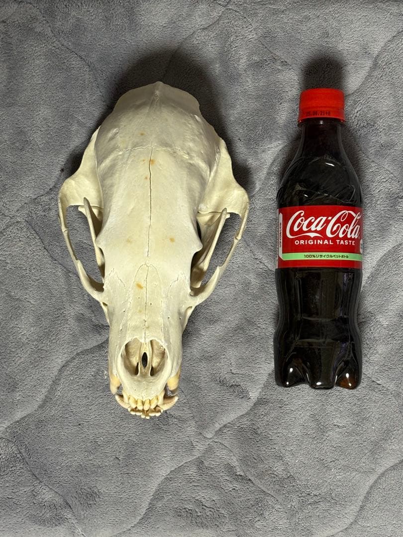 熊　ツキノワグマ　頭蓋骨　標本　魔除け