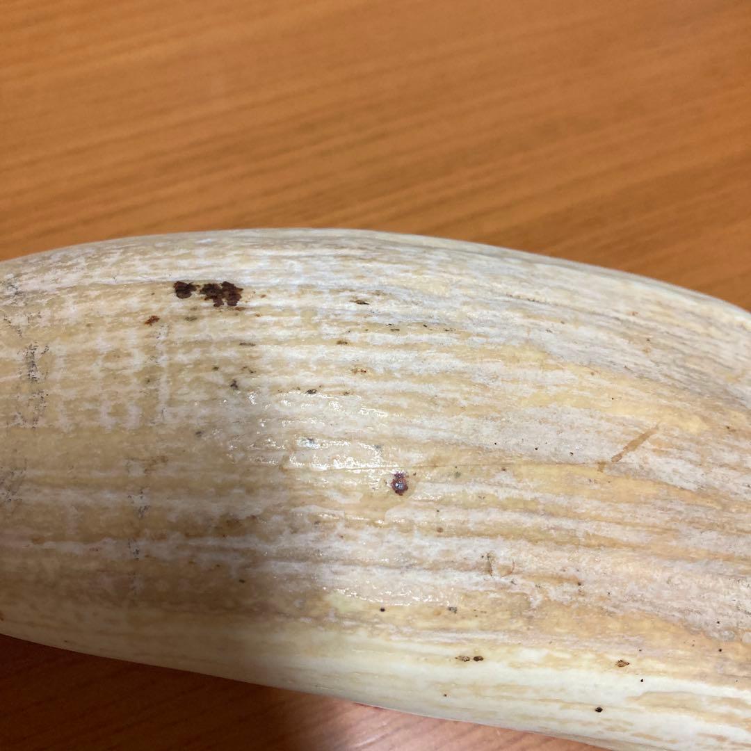 マッコウクジラの歯