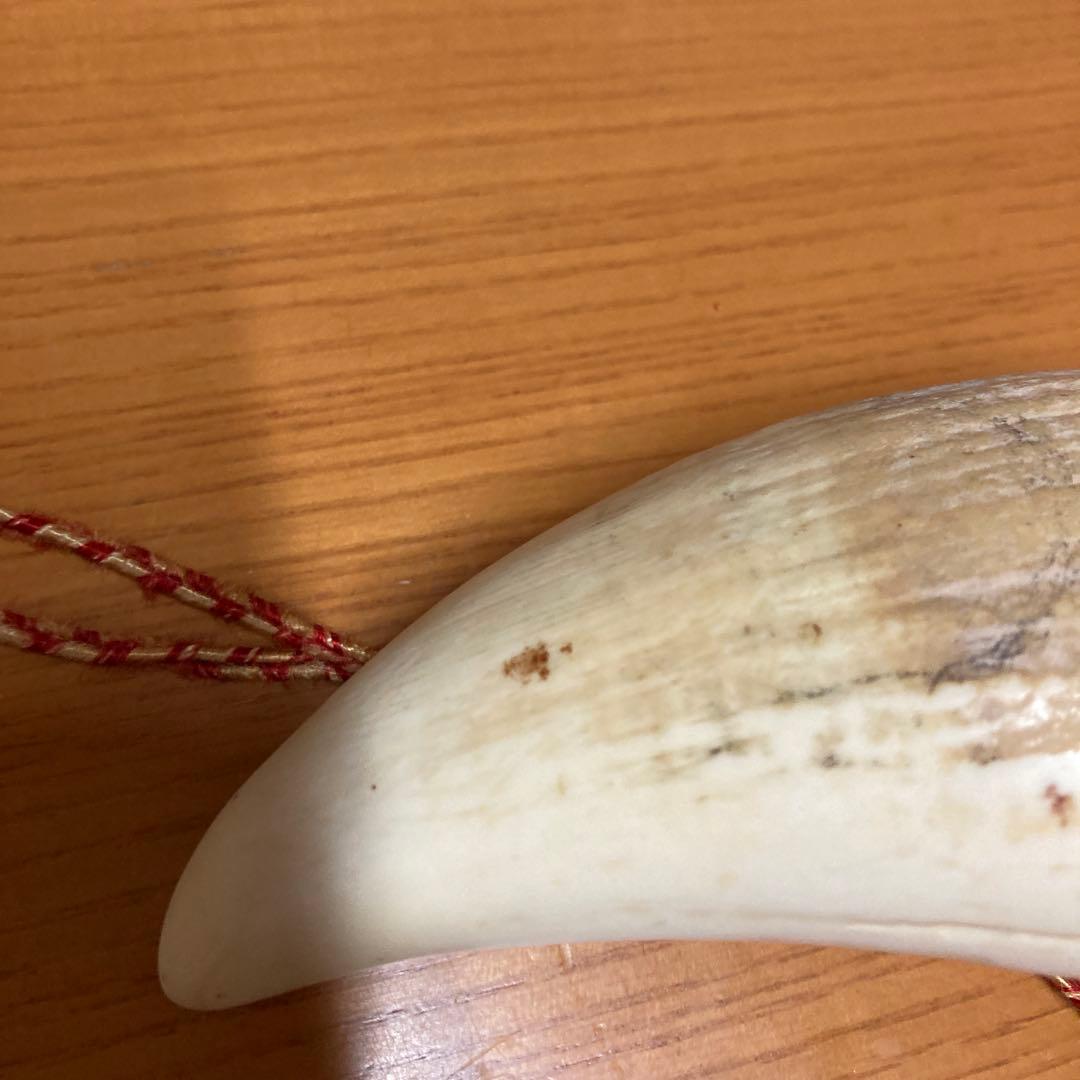 マッコウクジラの歯