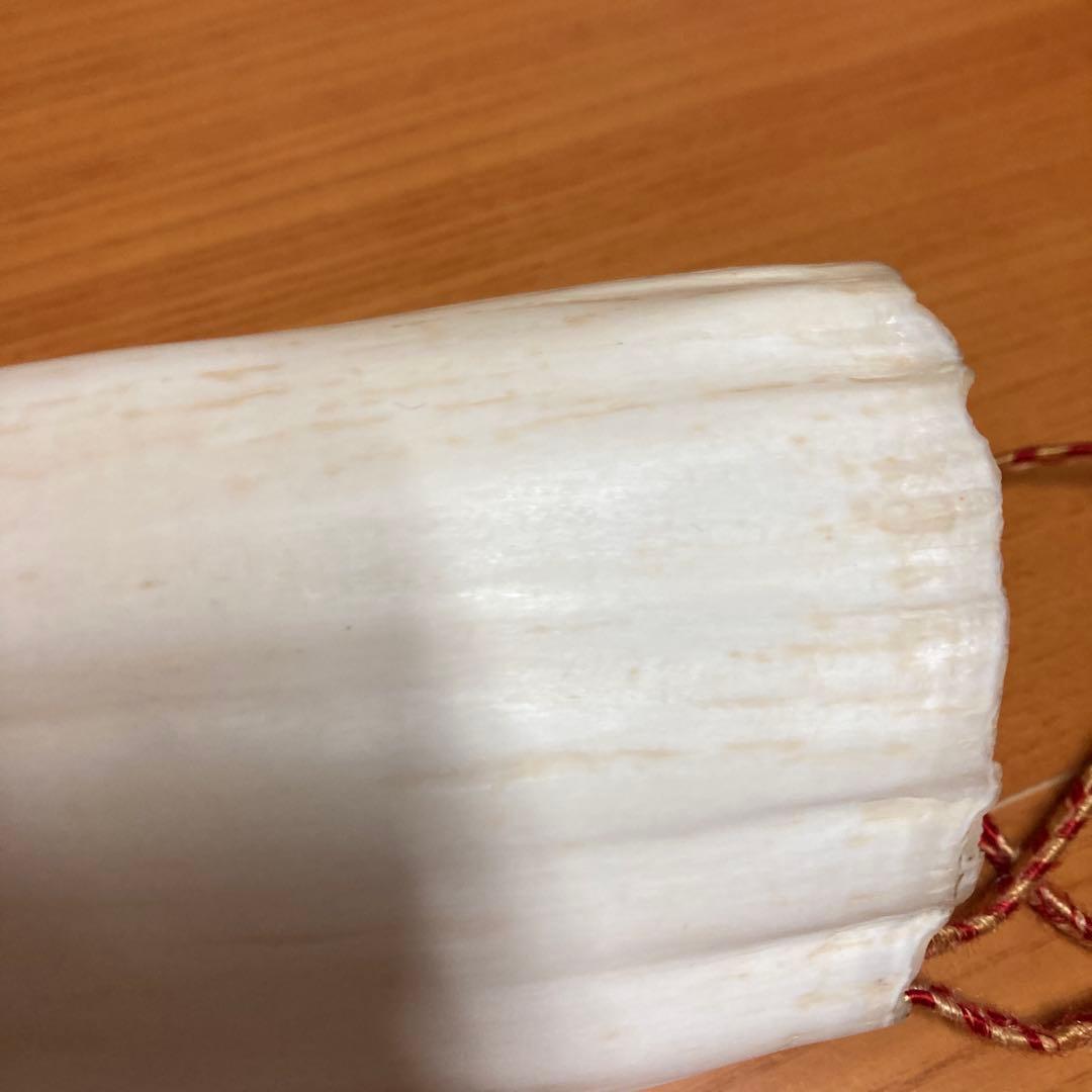 マッコウクジラの歯