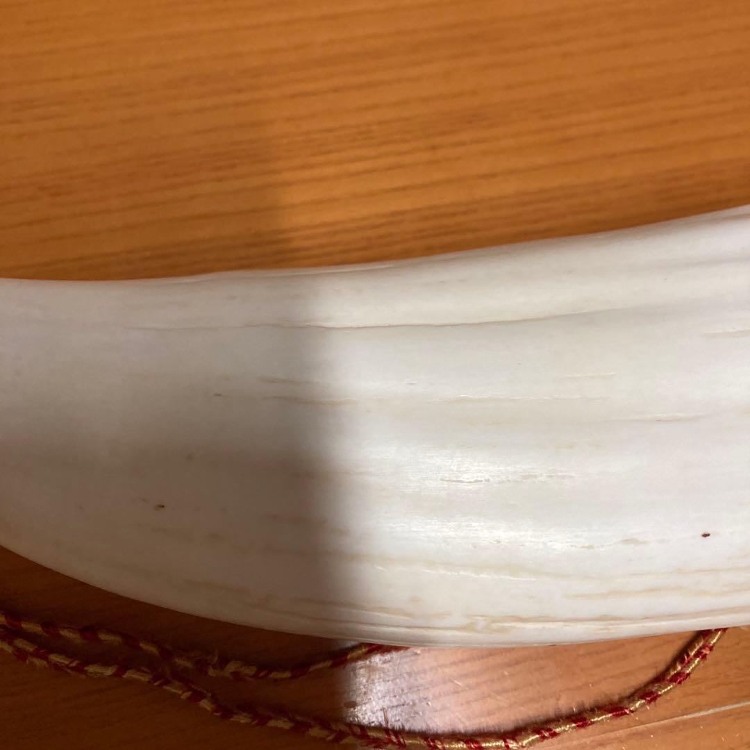 マッコウクジラの歯