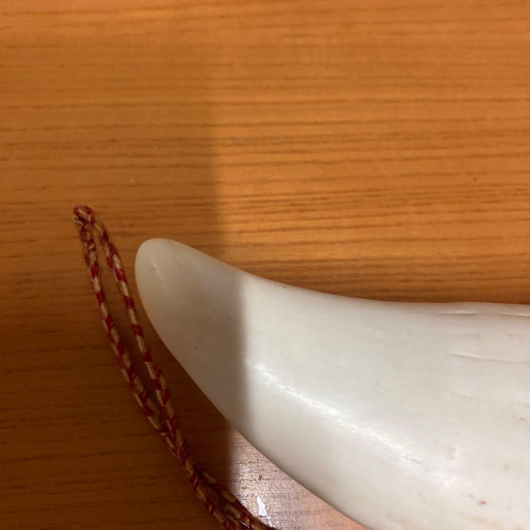 マッコウクジラの歯
