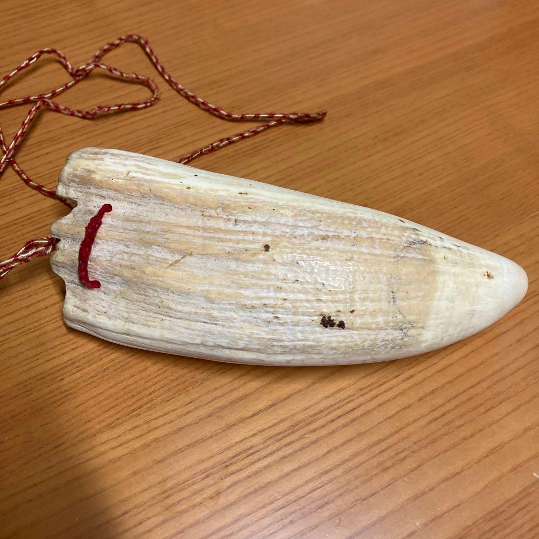 マッコウクジラの歯