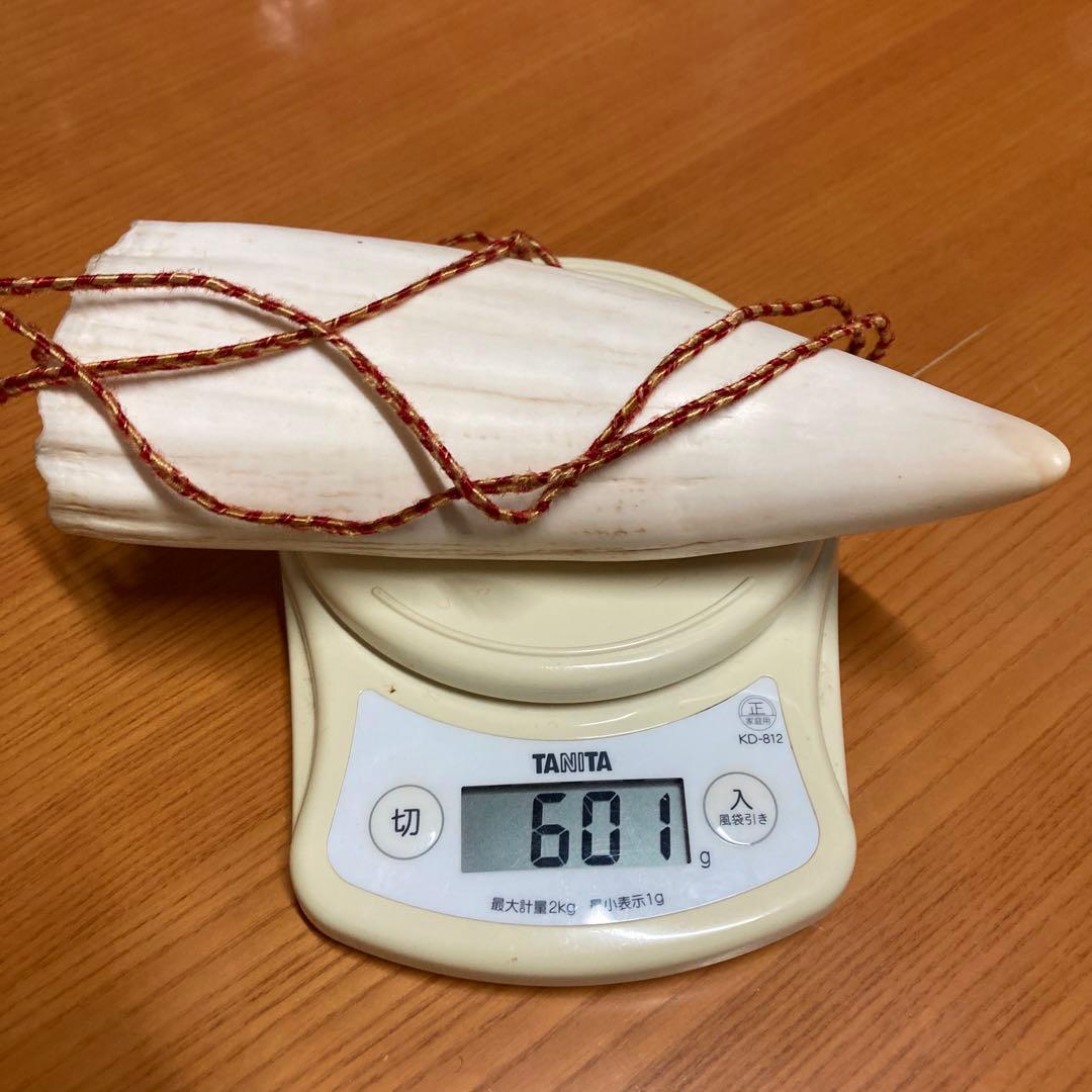 マッコウクジラの歯