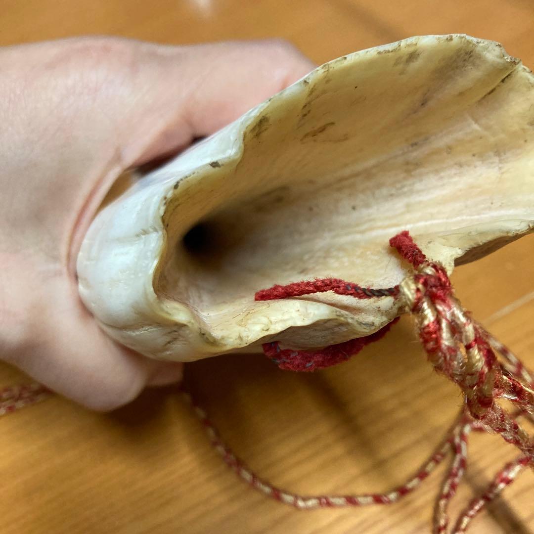 マッコウクジラの歯