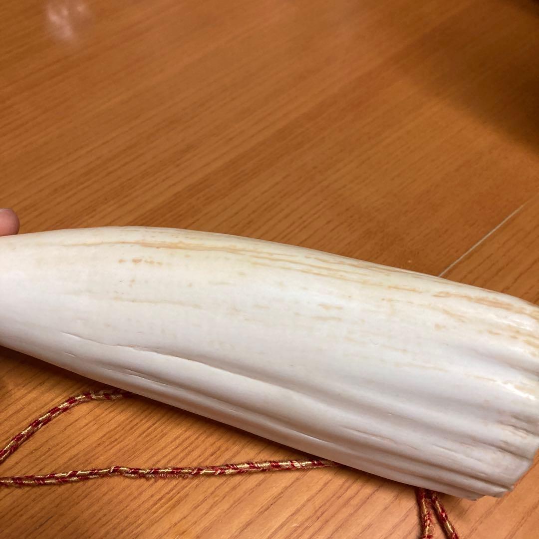 マッコウクジラの歯