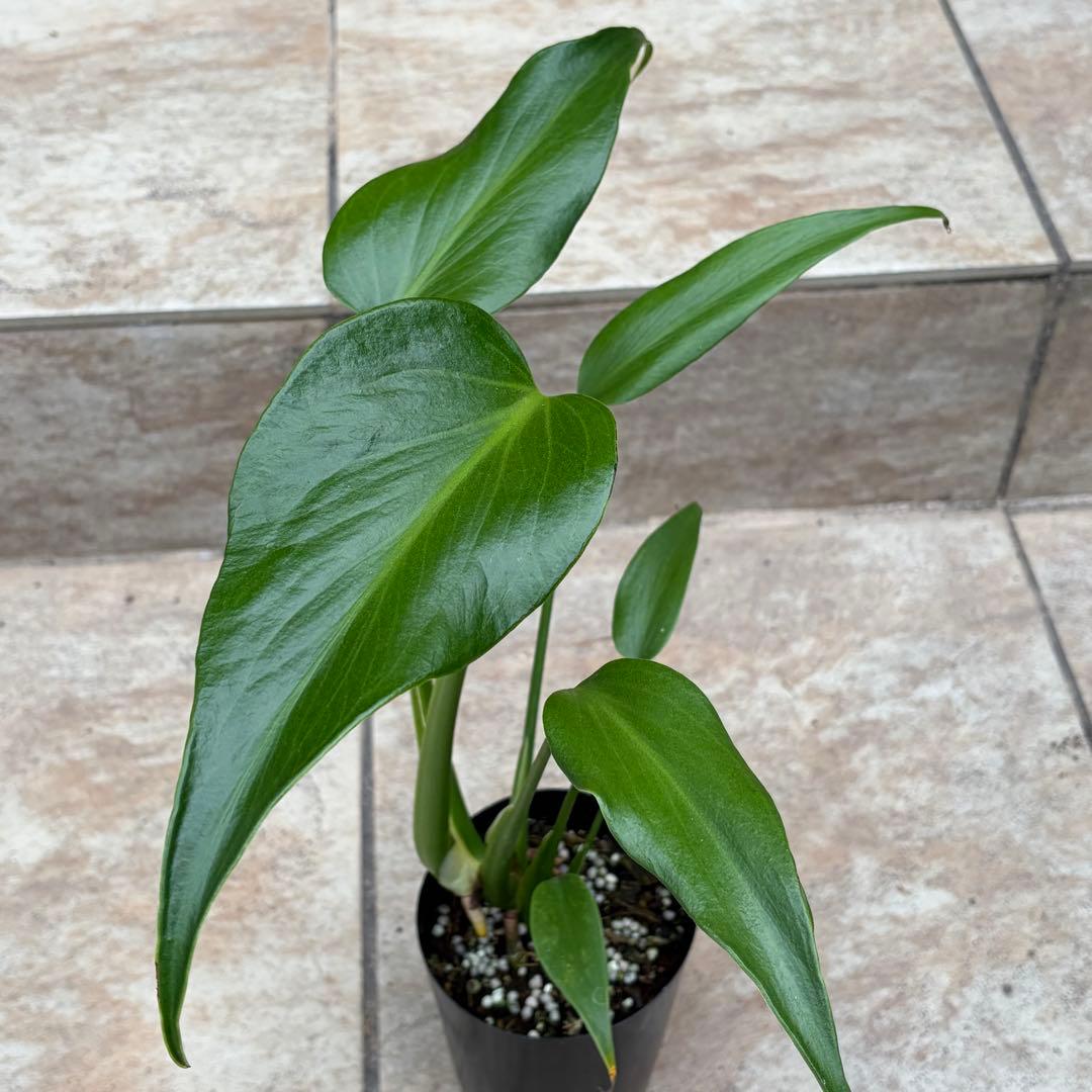 モンステラ　バールマルクスフレーム　約3号鉢　No.089　鉢、送料込