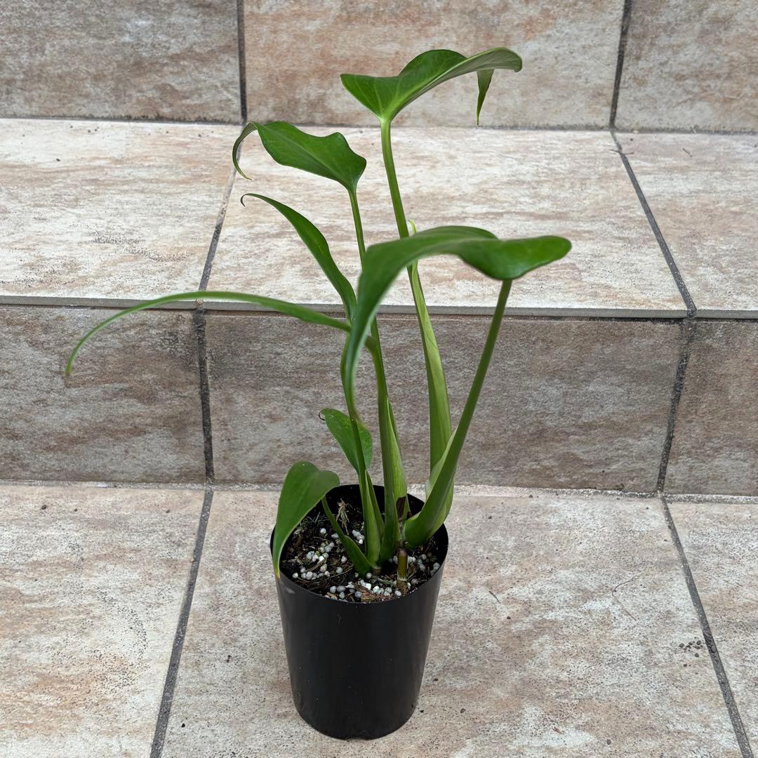 モンステラ　バールマルクスフレーム　約3号鉢　No.089　鉢、送料込