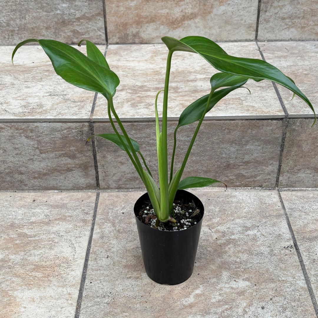 モンステラ　バールマルクスフレーム　約3号鉢　No.089　鉢、送料込