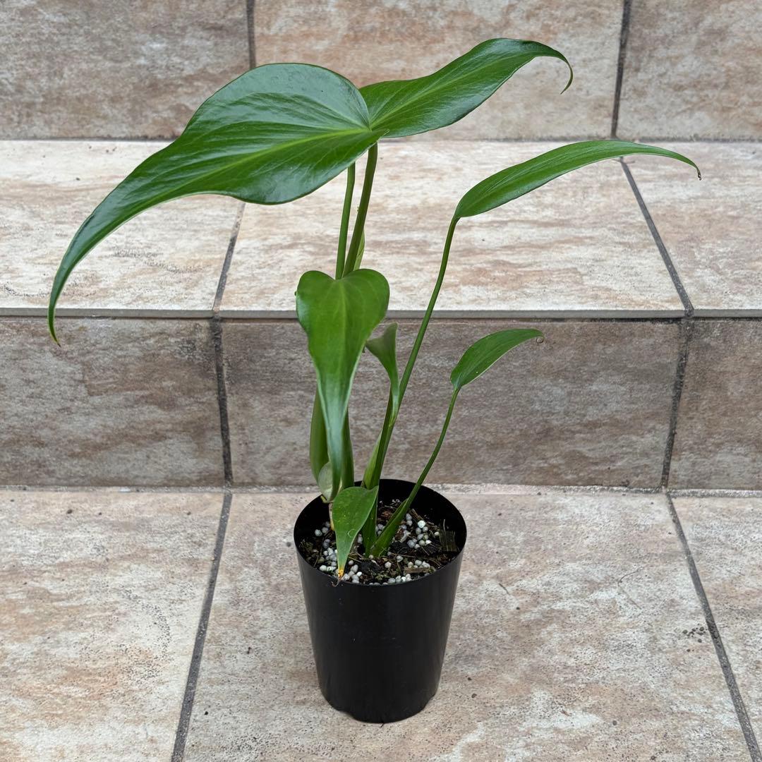 モンステラ　バールマルクスフレーム　約3号鉢　No.089　鉢、送料込